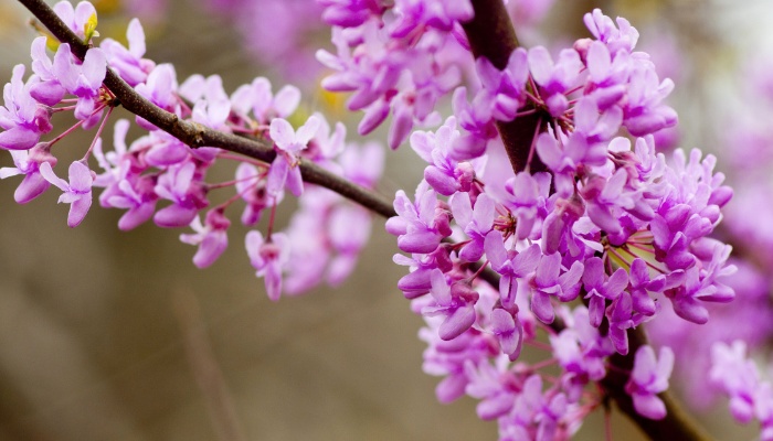 Pretty lavender flowers blooming on a redbud tree in spring.