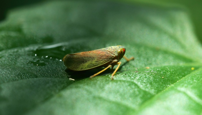 A single leafhopper on a shaded leaf.
