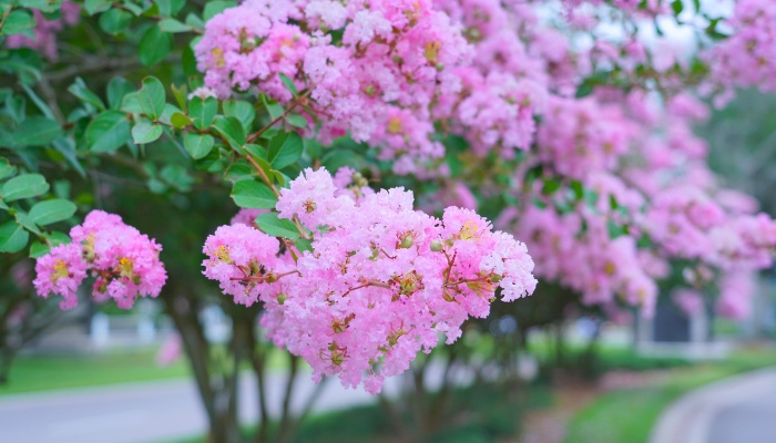 A close look at a light-pink flower on a crepe myrtle tree that's part of a long row.