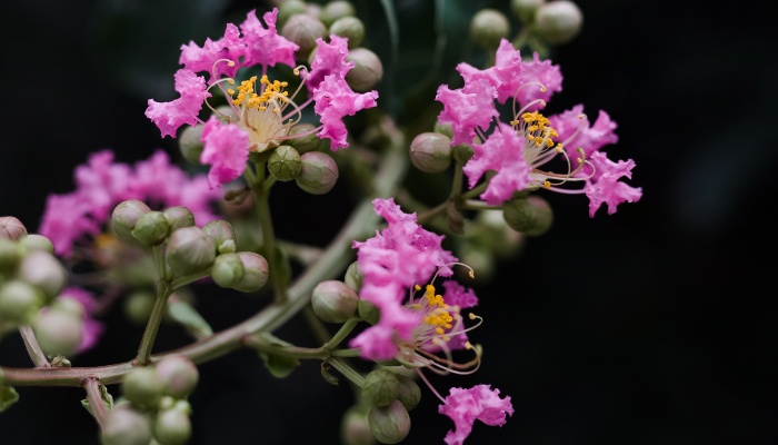 Pretty light-purple flowers of a crepe myrtle on a dark background.