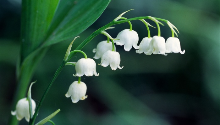 The delicate flowers of lily of the valley.