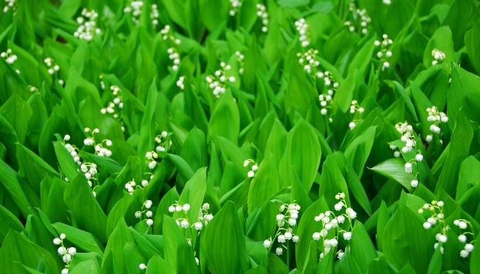 Lily of the valley plants in full bloom.