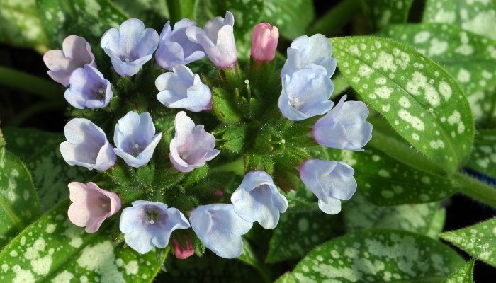 A lungwort plant blooming with pretty light-blue flowers.
