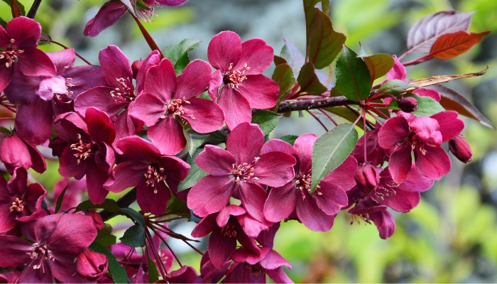 Pretty, magenta flowers on a branch of a healthy crabapple tree.