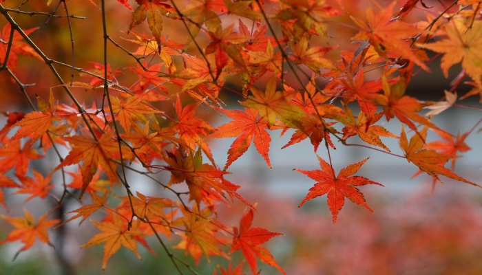 Bright orange leaves on a Japanese maple tree in fall.