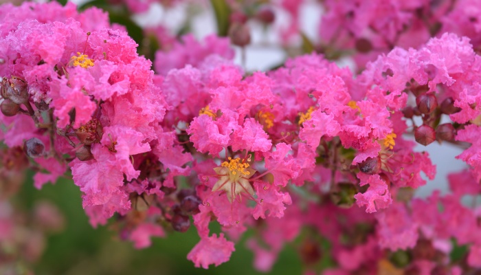 The pink blooms of Osage crepe myrtle.