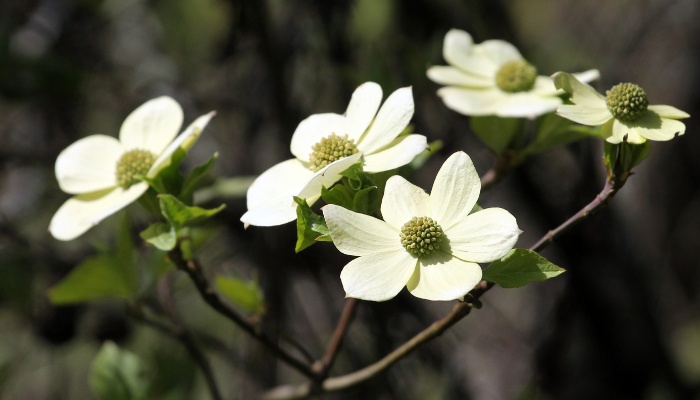 White flowers of a Pacific dogwood tree.