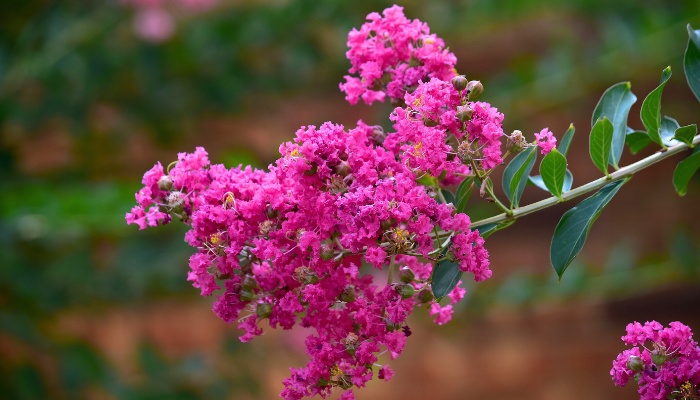Pink flower panicle of crepe myrtle up close.
