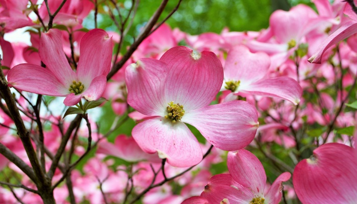 Beautiful pink flowers of a mature dogwood tree up close.