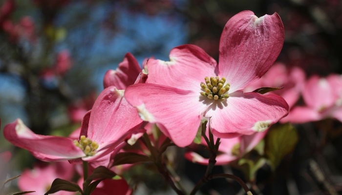 An up-close look at pink dogwood flowers.