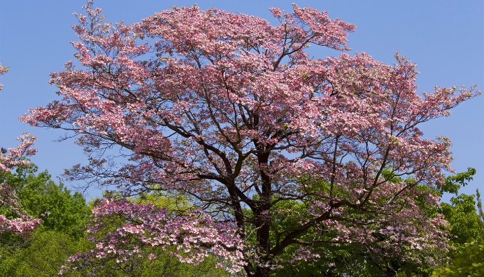 A pink dogwood tree in full bloom on a spring day.
