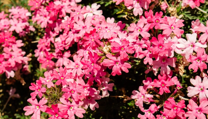 Pink flowers covering a verbena plant.