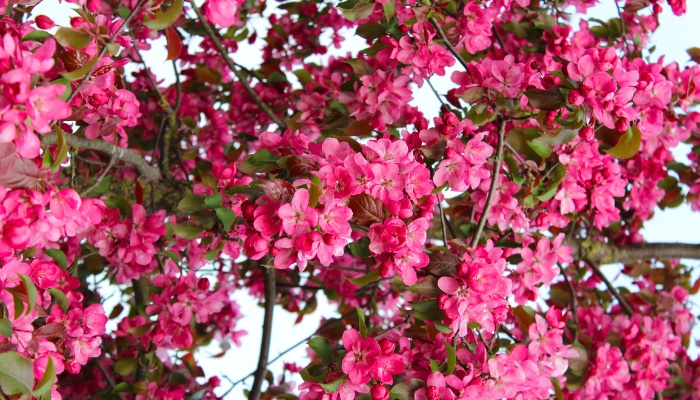 A close look at the blossoms of a Prairifire crabapple tree.