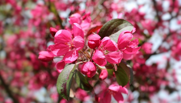 The dark-pink blooms of Prairifire crabapple up close.