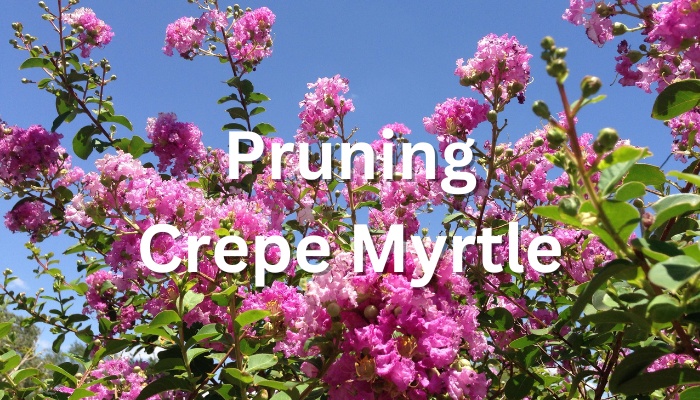 Pink crepe myrtle blossoms with the text Pruning Crepe Myrtle