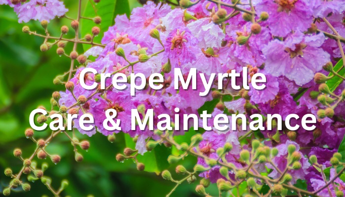 Purple crepe myrtle flowers with the text Crepe Myrtle Care & Maintenance.