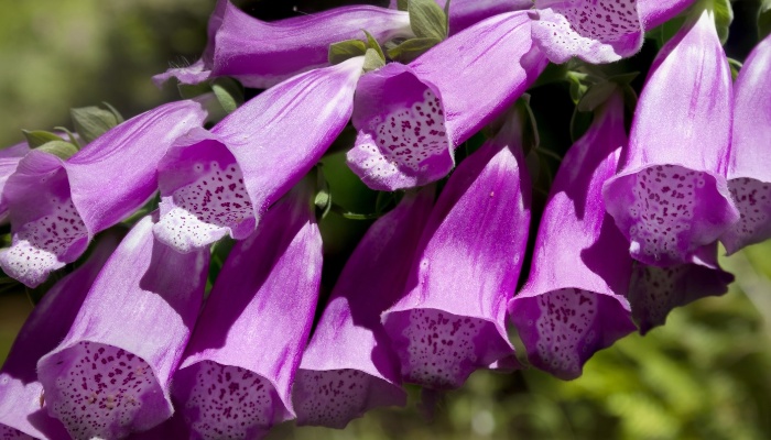 A close look at the purple flowers of a foxglove plant.