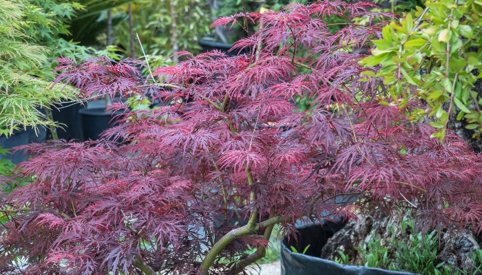 A lovely Red Dragon Japanese maple tree in summer.