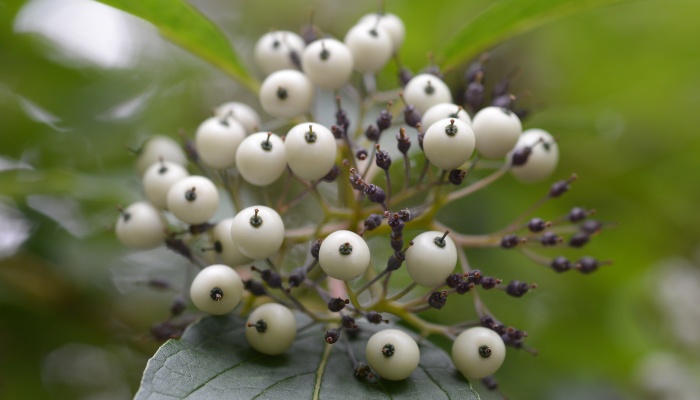 White berries of a Red Twig dogwood shrub.