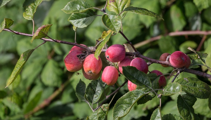 A handful of ripe crabapples hanging on a tree.