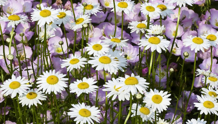 The cheerful, white flowers with yellow centers of Shasta daisies.
