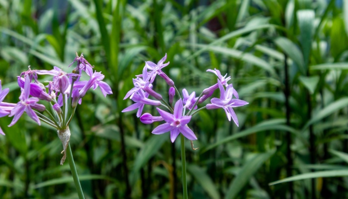 The pretty, purple flowers of a society garlic plant.