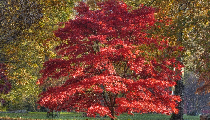 A tall, well-shaped Japanese maple with red leaves.