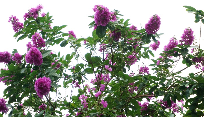 The uppermost branches of a purple crepe myrtle in full bloom.