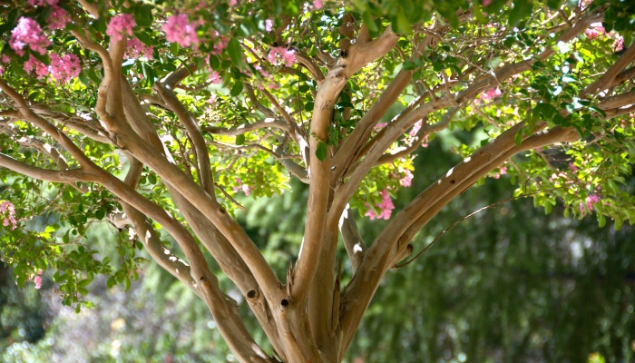 The top portion of a crepe myrtle tree.