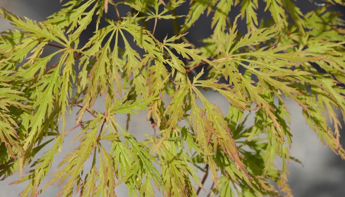 A close look at the foliage of a Viridis Japanese maple tree.