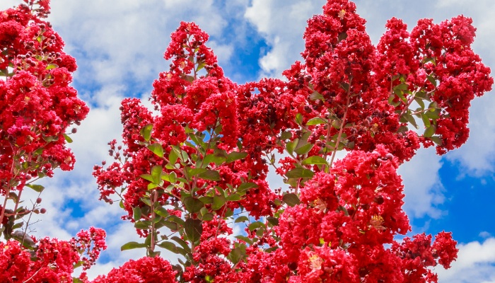 Watermelon Red crepe myrtle blooming against a blue sky.