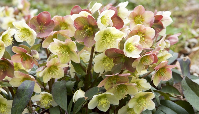 A clump of white and dusky pink Hellebores.