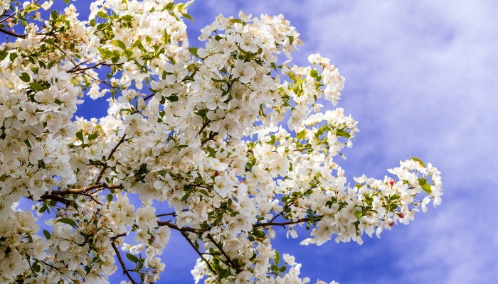 White flowers covering the branch of a crabapple tree against a blue sky.