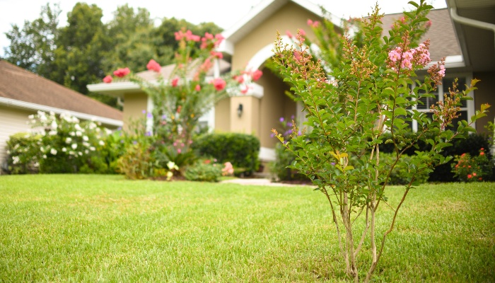 A young crepe myrtle in a front yard with a larger one visible in the background.