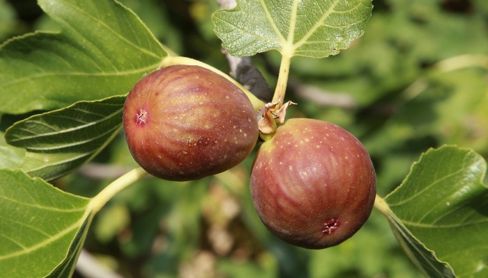 Two almost-ripe Brown Turkey figs on a healthy tree.