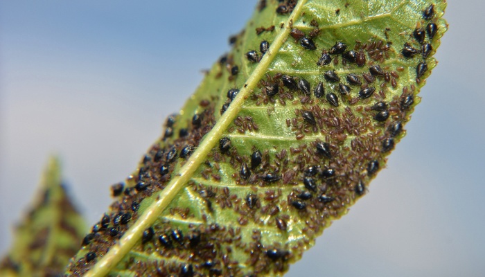 An aphid infestation on a cherry leaf.