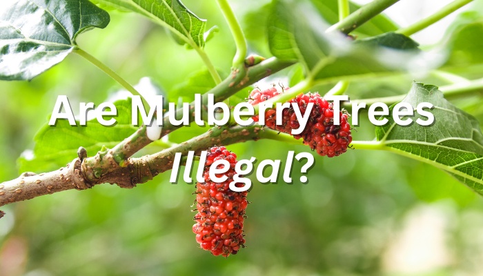 Are Mulberry Trees Illegal