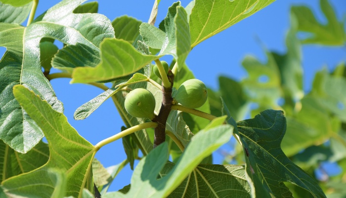 The upper portion of a Brown Turkey fig tree against a clear blue sky.