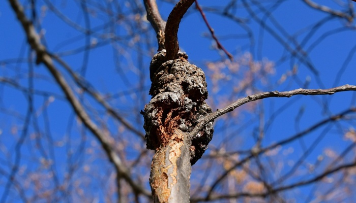 Black knot disease on a cherry tree branch against a blue sky.