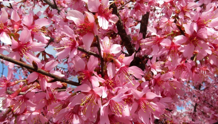 A close look at the pink blooms of an Okame cherry tree.