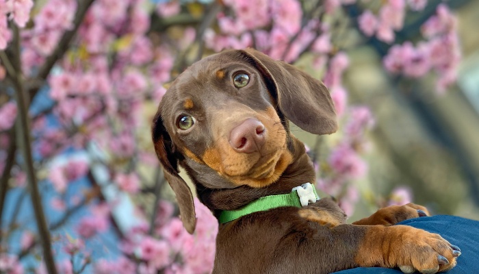 A Dachshund posing in with pink cherry blossoms in the background.