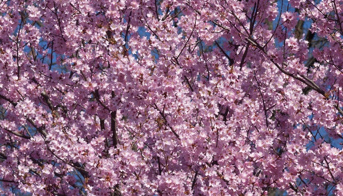 The deep-pink blooms of a Dream Catcher cherry tree.