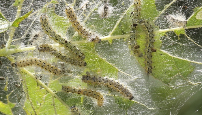 A group of fall webworms and their webbing.