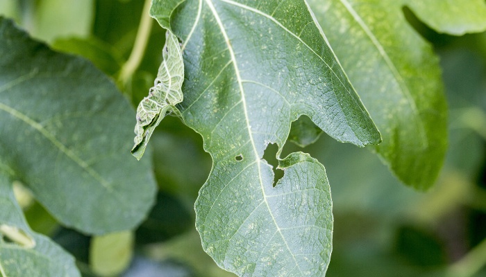 A large fig leaf with curling on one side and signs of insect damage.