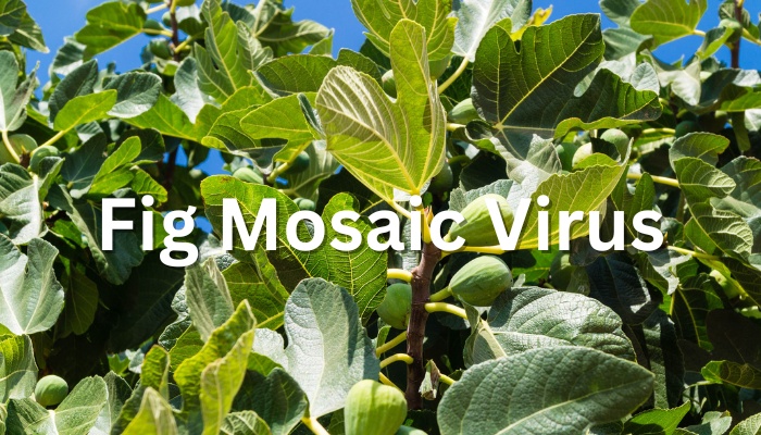 Fig leaves and fruit with the text Fig Mosaic Virus.