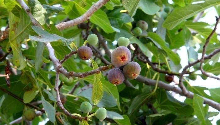 A large fig tree with fruits in various stages of growth.