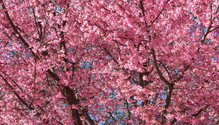 A flowering Okame cherry tree in full bloom.