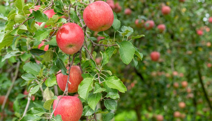 Several Fuji apples growing on the tree.
