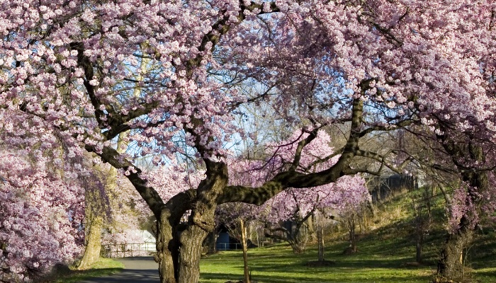 A grouping of cherry blossom trees in full bloom.