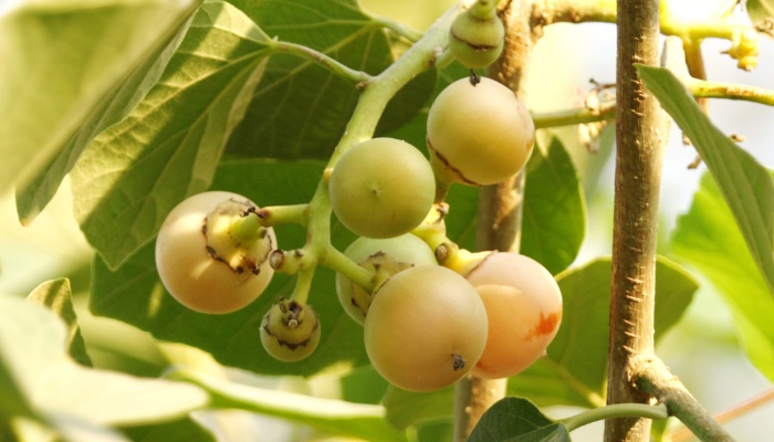 Kadota figs ripening on the tree.